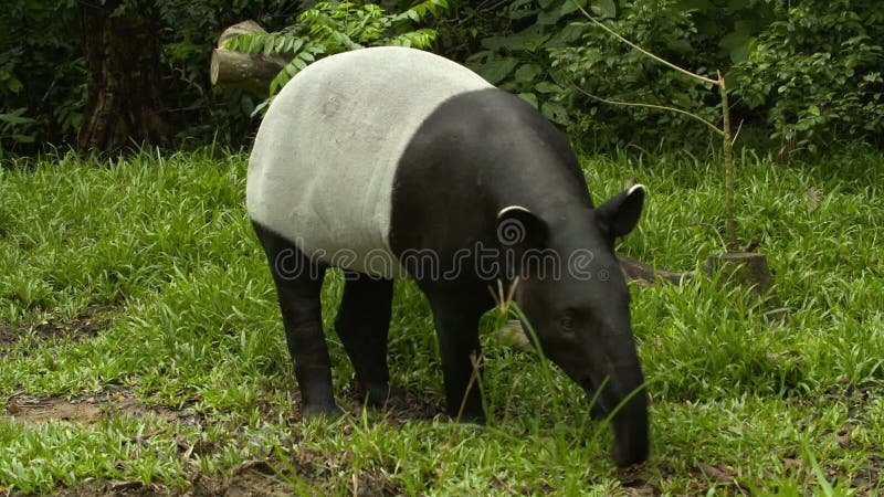 The Diet And Hunting Strategies Of The Malayan Tapir