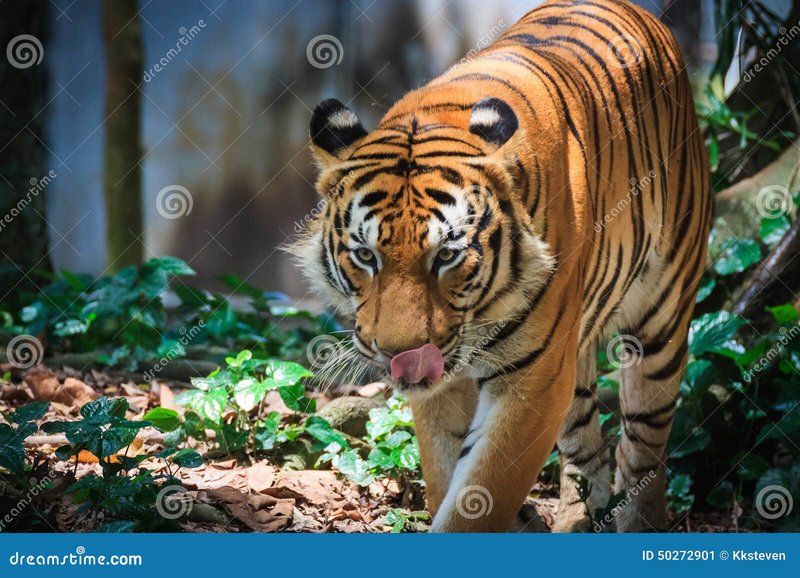 The Diet And Hunting Strategies Of The Malayan Tiger