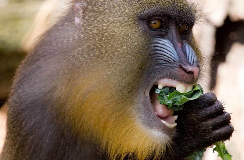 The Diet And Hunting Strategies Of The Mandrill