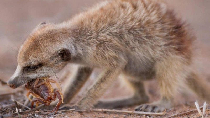 The Diet And Hunting Strategies Of The Meerkat
