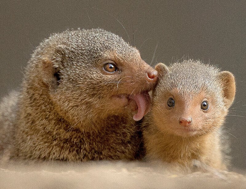 The Diet And Hunting Strategies Of The Mongoose