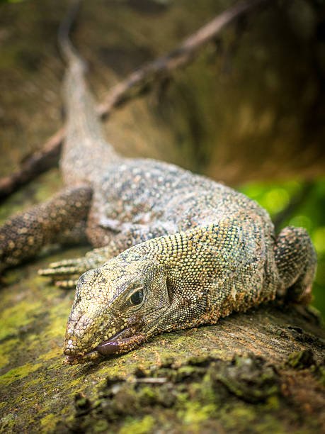 The Diet And Hunting Strategies Of The Monitor Lizard