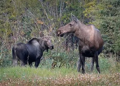 The Diet And Hunting Strategies Of The Moose