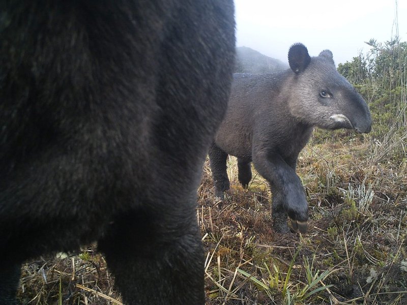 The Diet And Hunting Strategies Of The Mountain Tapir