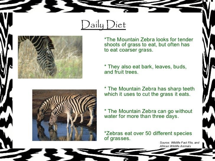 The Diet And Hunting Strategies Of The Mountain Zebra