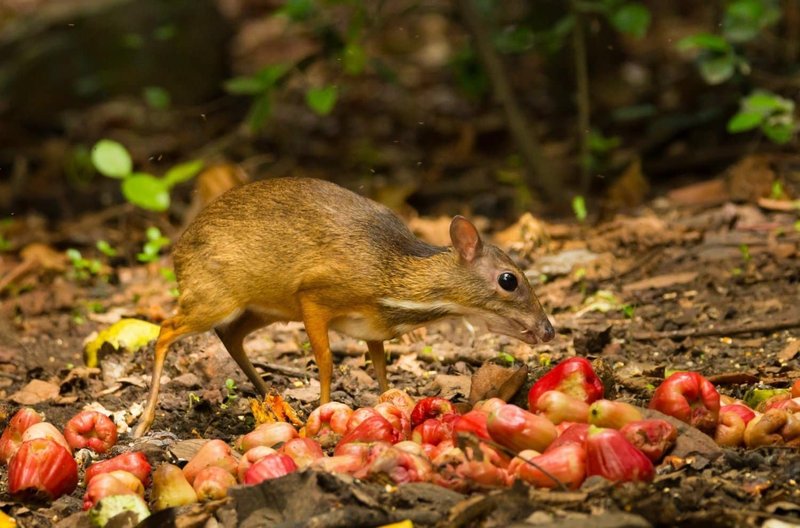 The Diet And Hunting Strategies Of The Mouse Deer