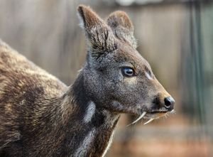 The Diet And Hunting Strategies Of The Musk Deer