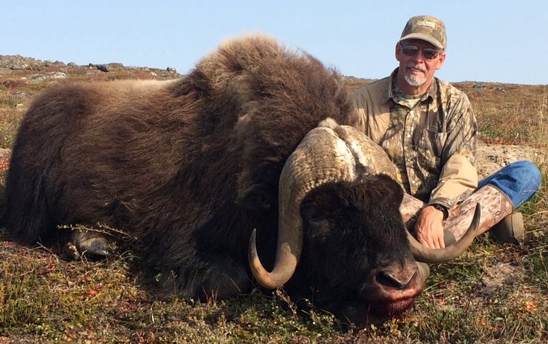 The Diet And Hunting Strategies Of The Muskox