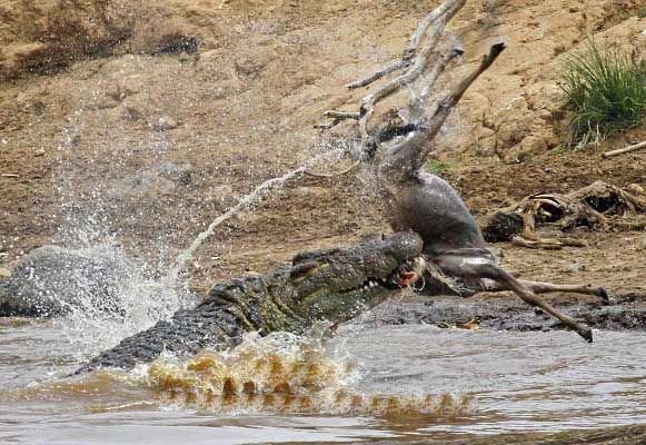 The Diet And Hunting Strategies Of The Nile Crocodile