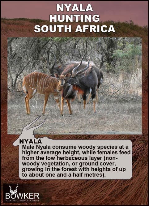 The Diet And Hunting Strategies Of The Nyala