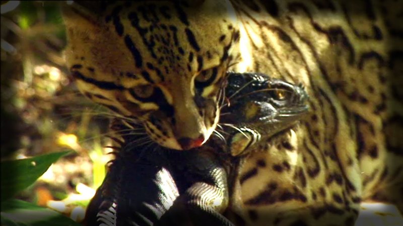 The Diet And Hunting Strategies Of The Ocelot