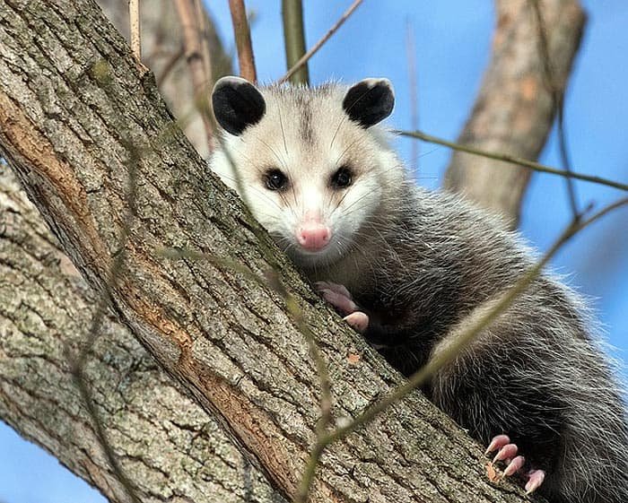 The Diet And Hunting Strategies Of The Opossum
