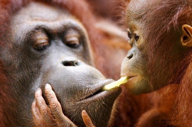 The Diet And Hunting Strategies Of The Orangutan