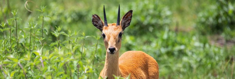 The Diet And Hunting Strategies Of The Oribi