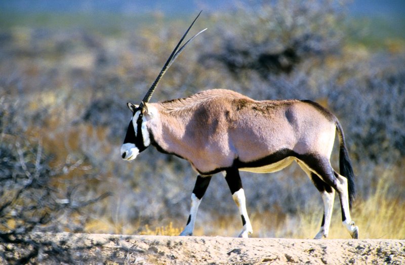 The Diet And Hunting Strategies Of The Oryx