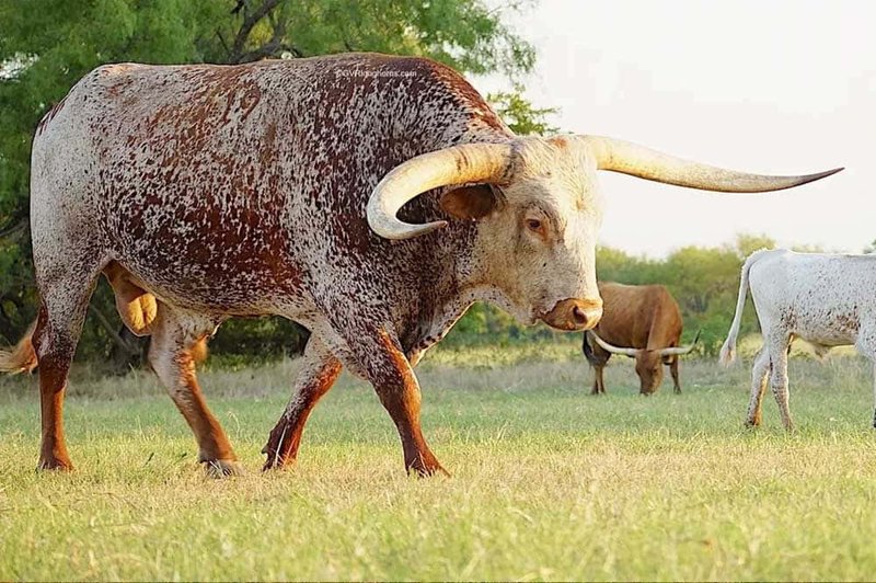 The Diet And Hunting Strategies Of The Ox