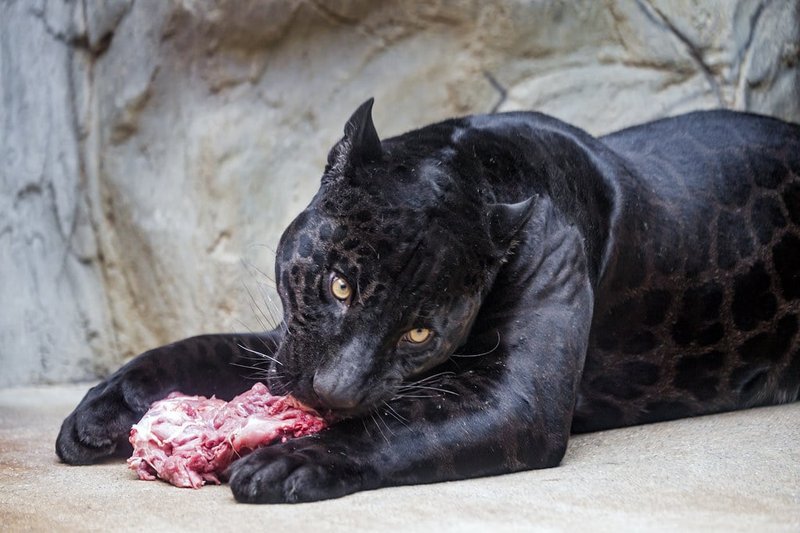The Diet And Hunting Strategies Of The Panther