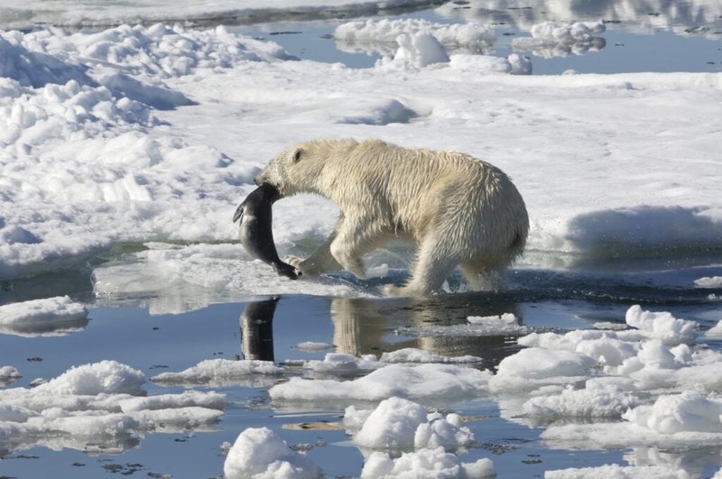 The Diet And Hunting Strategies Of The Polar Bear