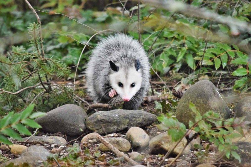 The Diet And Hunting Strategies Of The Possum