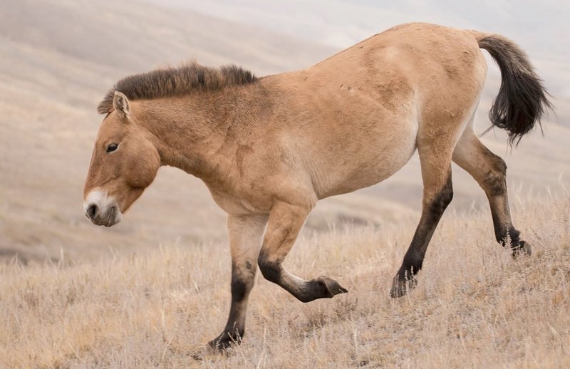 The Diet And Hunting Strategies Of The Przewalskiâ€™S Horse