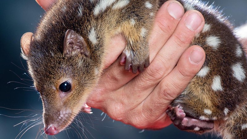 The Diet And Hunting Strategies Of The Quoll