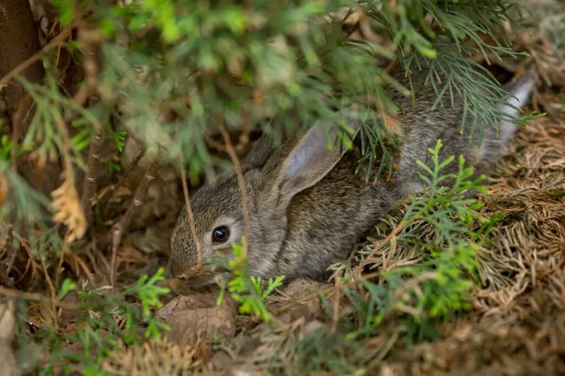 The Diet And Hunting Strategies Of The Rabbit
