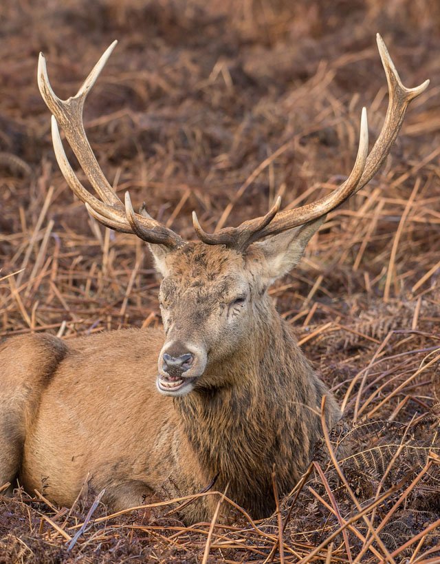 The Diet And Hunting Strategies Of The Red Deer