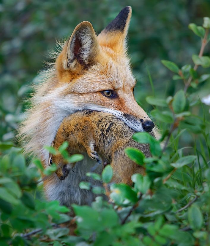 The Diet And Hunting Strategies Of The Red Fox