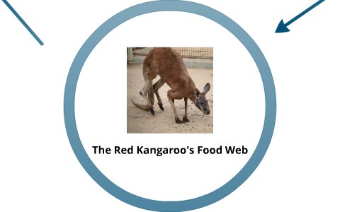 The Diet And Hunting Strategies Of The Red Kangaroo