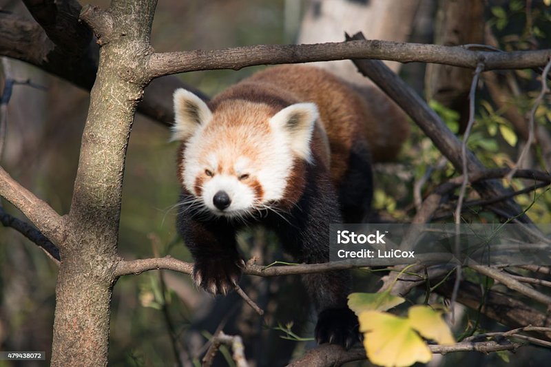 The Diet And Hunting Strategies Of The Red Panda