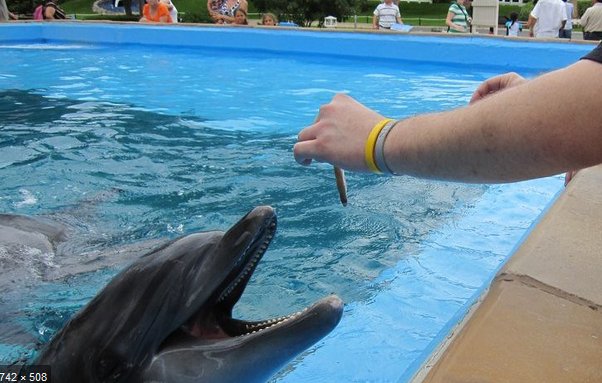 The Diet And Hunting Strategies Of The River Dolphin