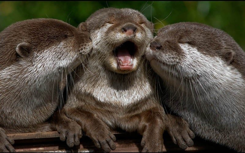 The Diet And Hunting Strategies Of The River Otter
