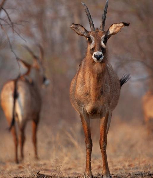 The Diet And Hunting Strategies Of The Roan Antelope