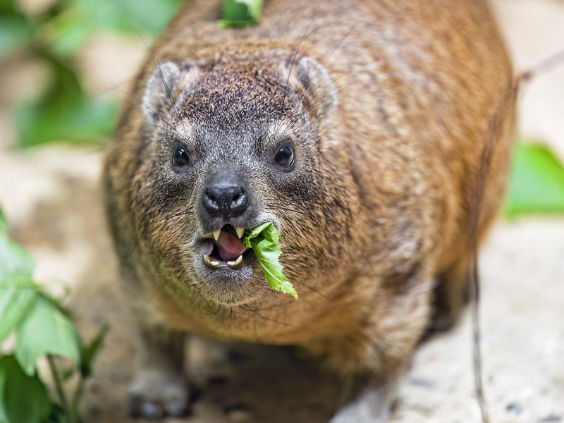 The Diet And Hunting Strategies Of The Rock Hyrax