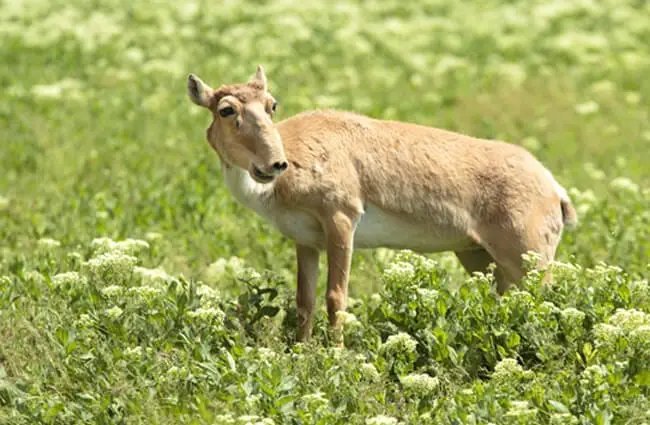 The Diet And Hunting Strategies Of The Saiga Antelope
