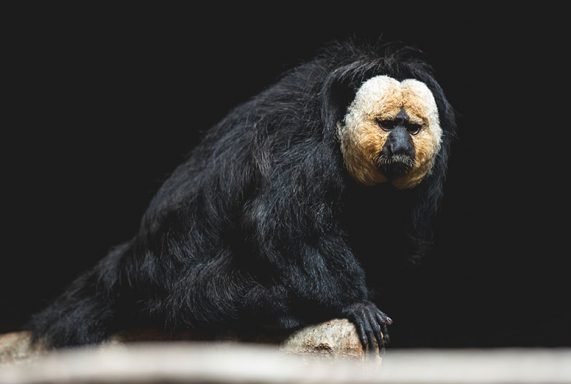 The Diet And Hunting Strategies Of The Saki Monkey