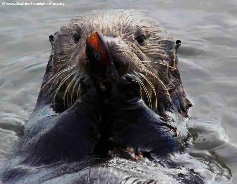 The Diet And Hunting Strategies Of The Sea Otter