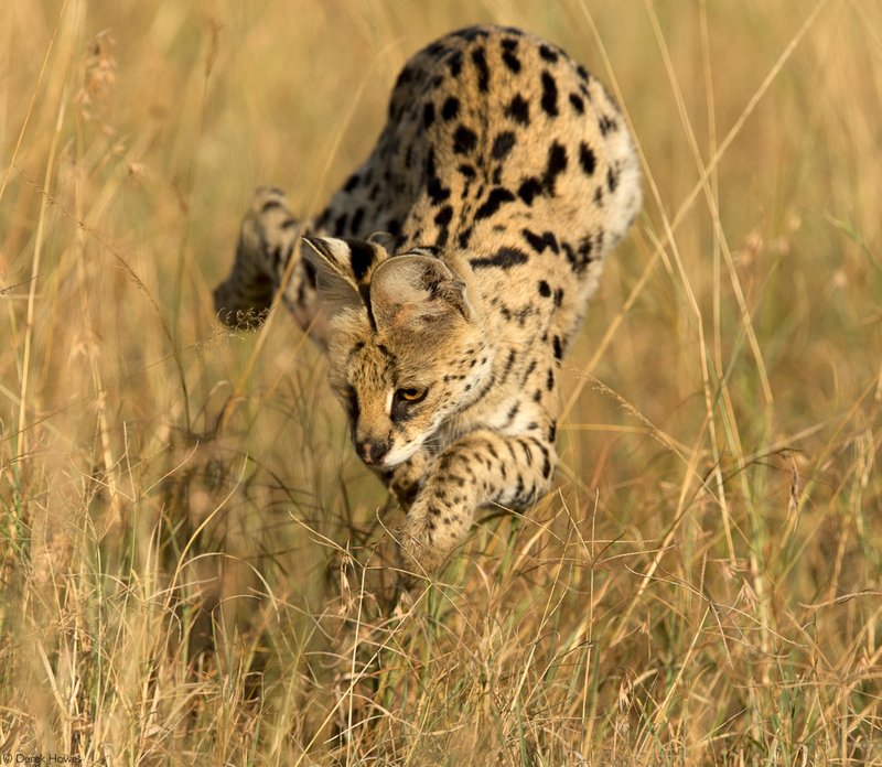 The Diet And Hunting Strategies Of The Serval