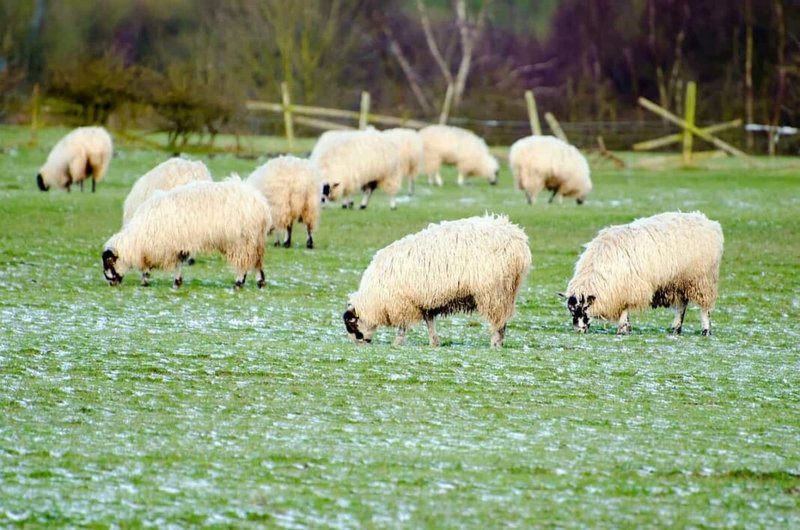 The Diet And Hunting Strategies Of The Sheep