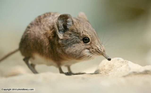 The Diet And Hunting Strategies Of The Shrew
