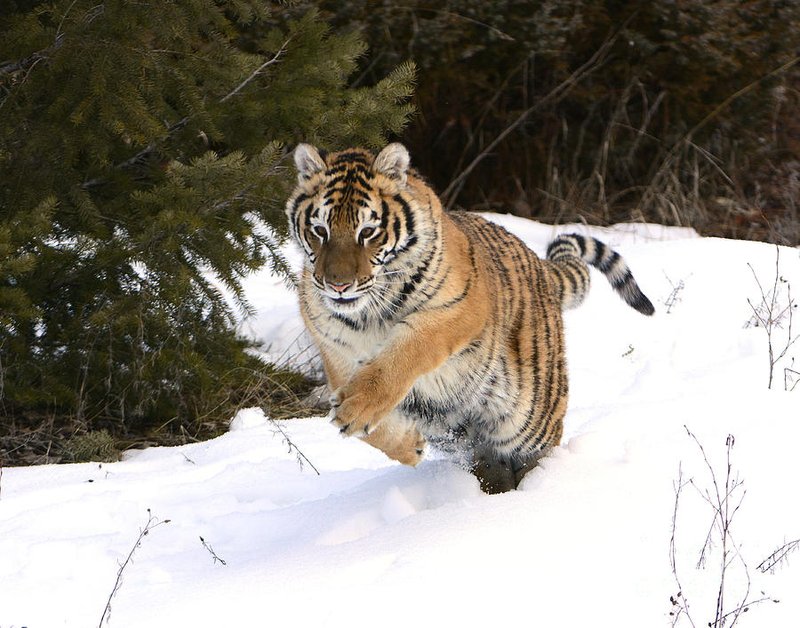 The Diet And Hunting Strategies Of The Siberian Tiger