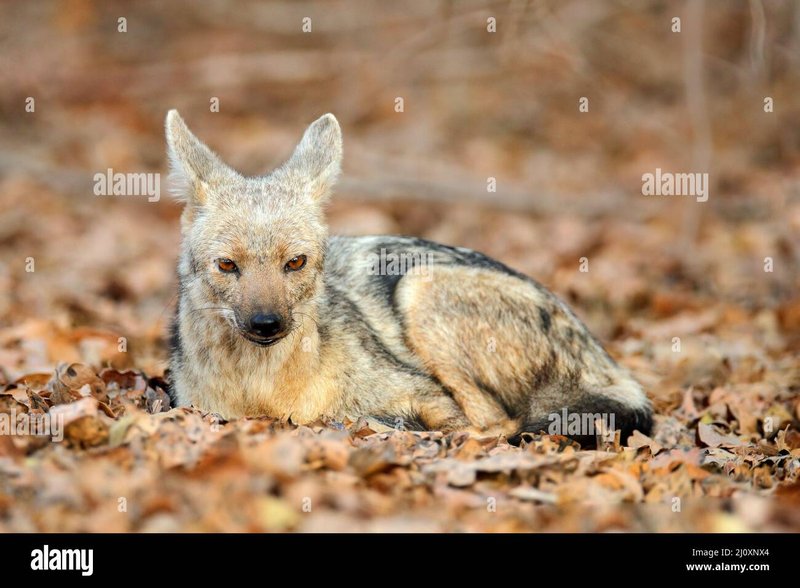 The Diet And Hunting Strategies Of The Side-Striped Jackal