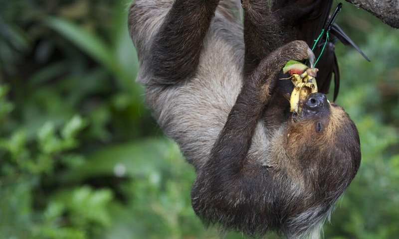 The Diet And Hunting Strategies Of The Sloth