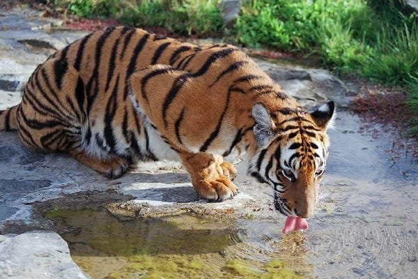 The Diet And Hunting Strategies Of The South China Tiger