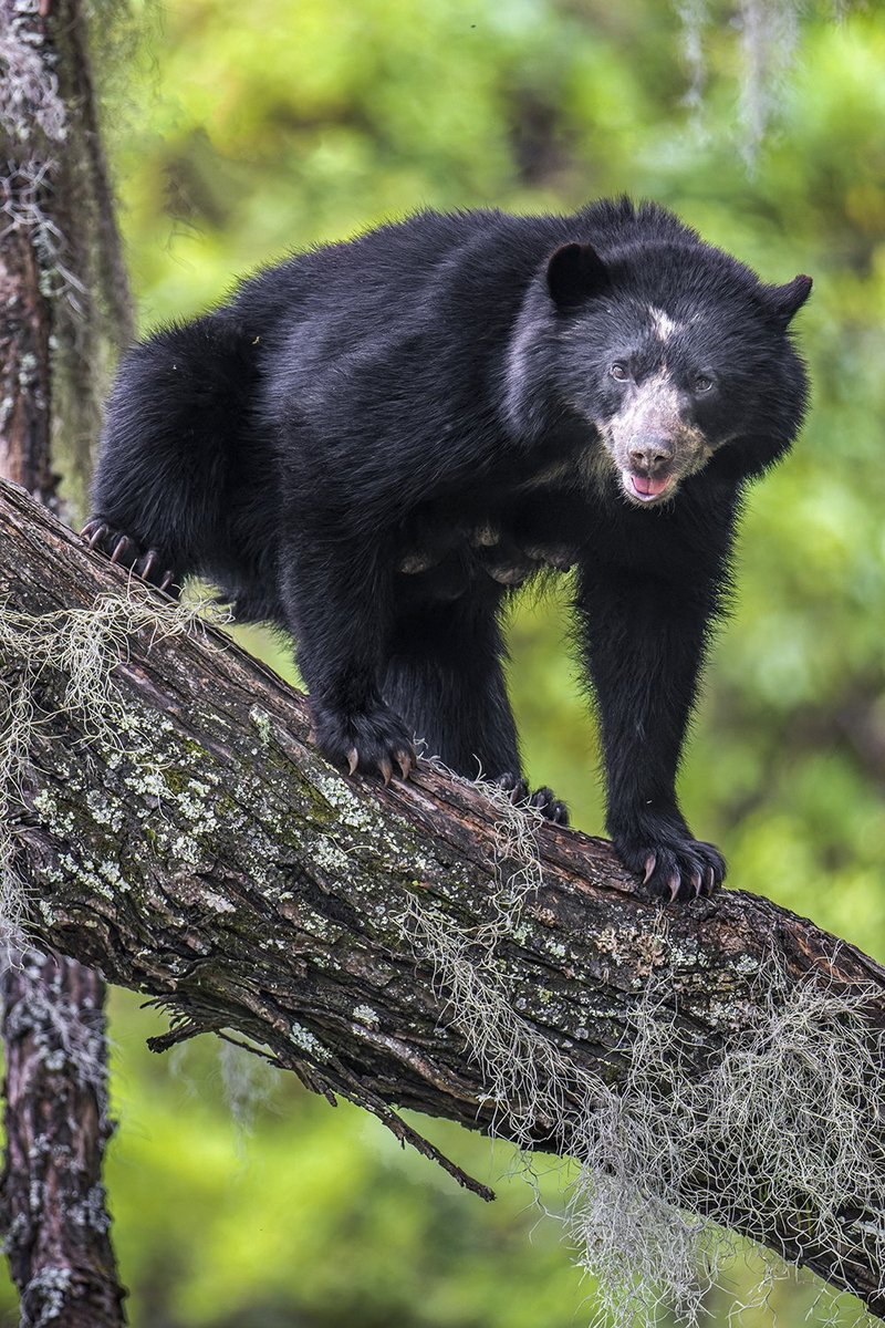 The Diet And Hunting Strategies Of The Spectacled Bear