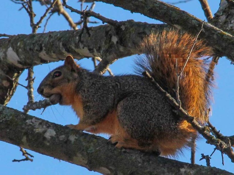 The Diet And Hunting Strategies Of The Squirrel