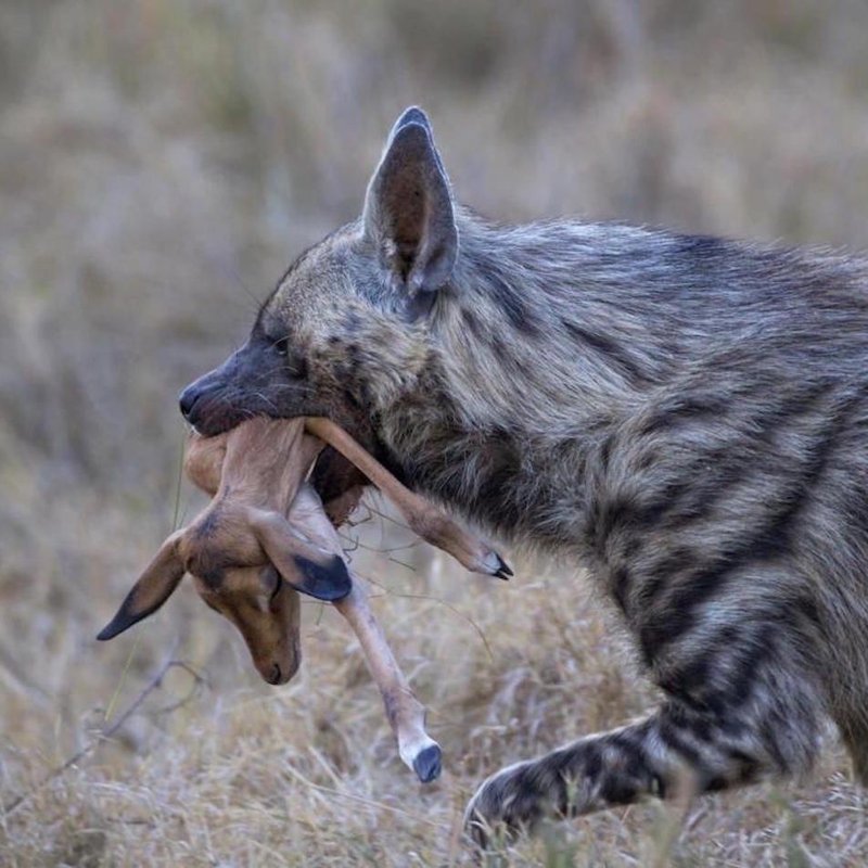 The Diet And Hunting Strategies Of The Striped Hyena