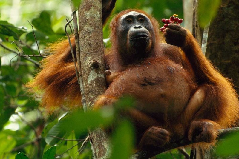 The Diet And Hunting Strategies Of The Sumatran Orangutan