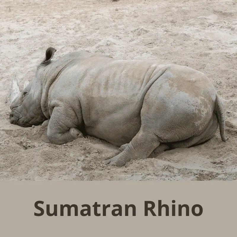 The Diet And Hunting Strategies Of The Sumatran Rhinoceros
