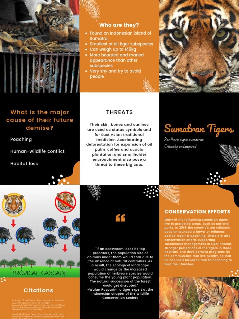 The Diet And Hunting Strategies Of The Sumatran Tiger